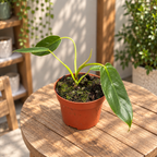 Philodendron spiritus-sancti - Philodendron rar cu frunze lungi si elegante