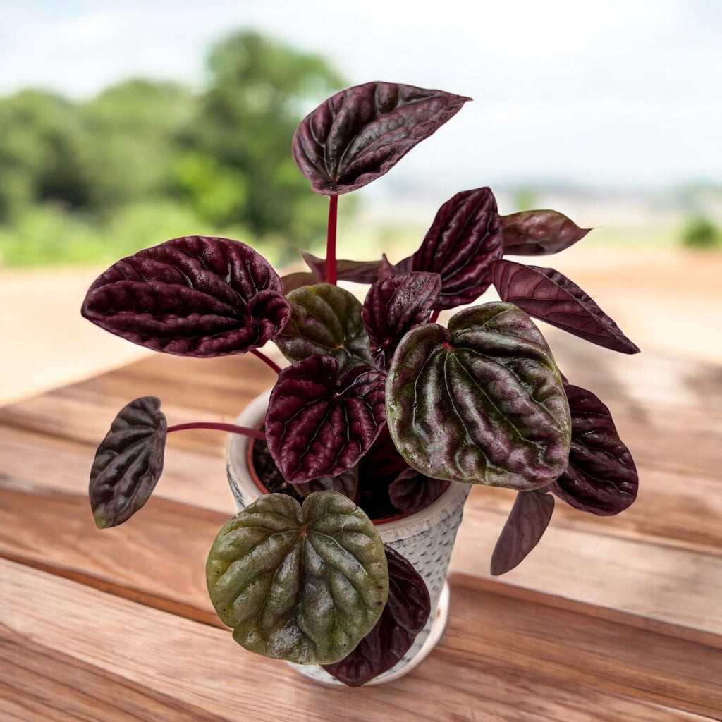 Peperomia 'Luna Red' (mlada rastlina) - kontrastna bordo barva in žametno listje za sodobne prostore