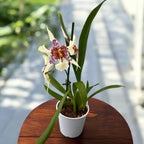 Beallara Big Shot Hilo Sparkle (pélorique)