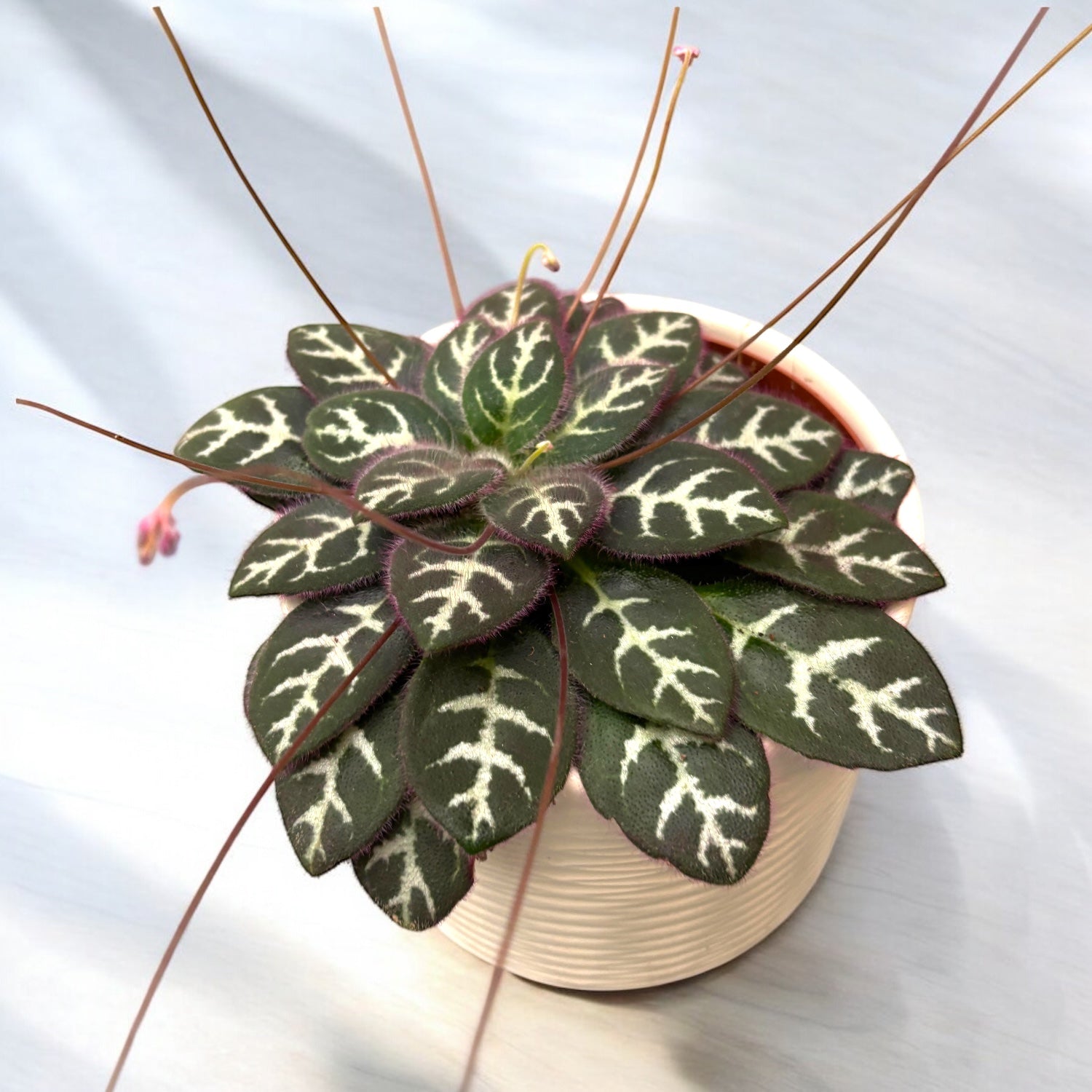 Primulina sinovietnamica ‘Hanoi’