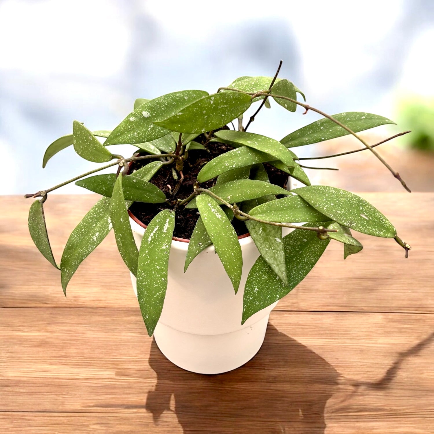 Hoya scortechinii 'Pink' (Hoya sp. UT-001) D12 – Secret Garden