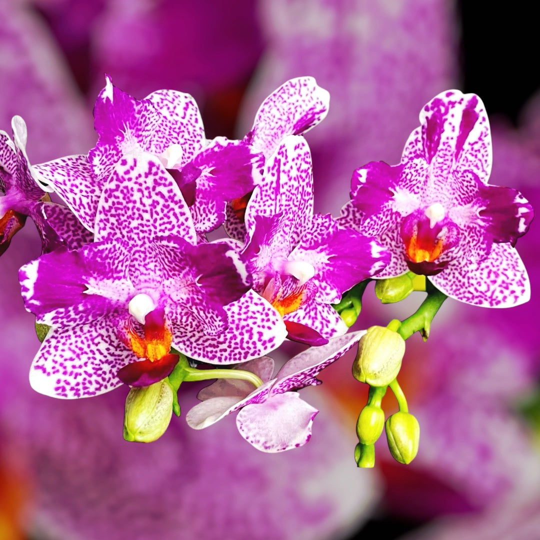 Phalaenopsis Hualien Pink Galaxy '272' (pelorinen) - tuoksuvat kukat