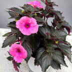 Achimenes ‘Summer Festival’ - flori mari roz-magenta, inflorire abundenta