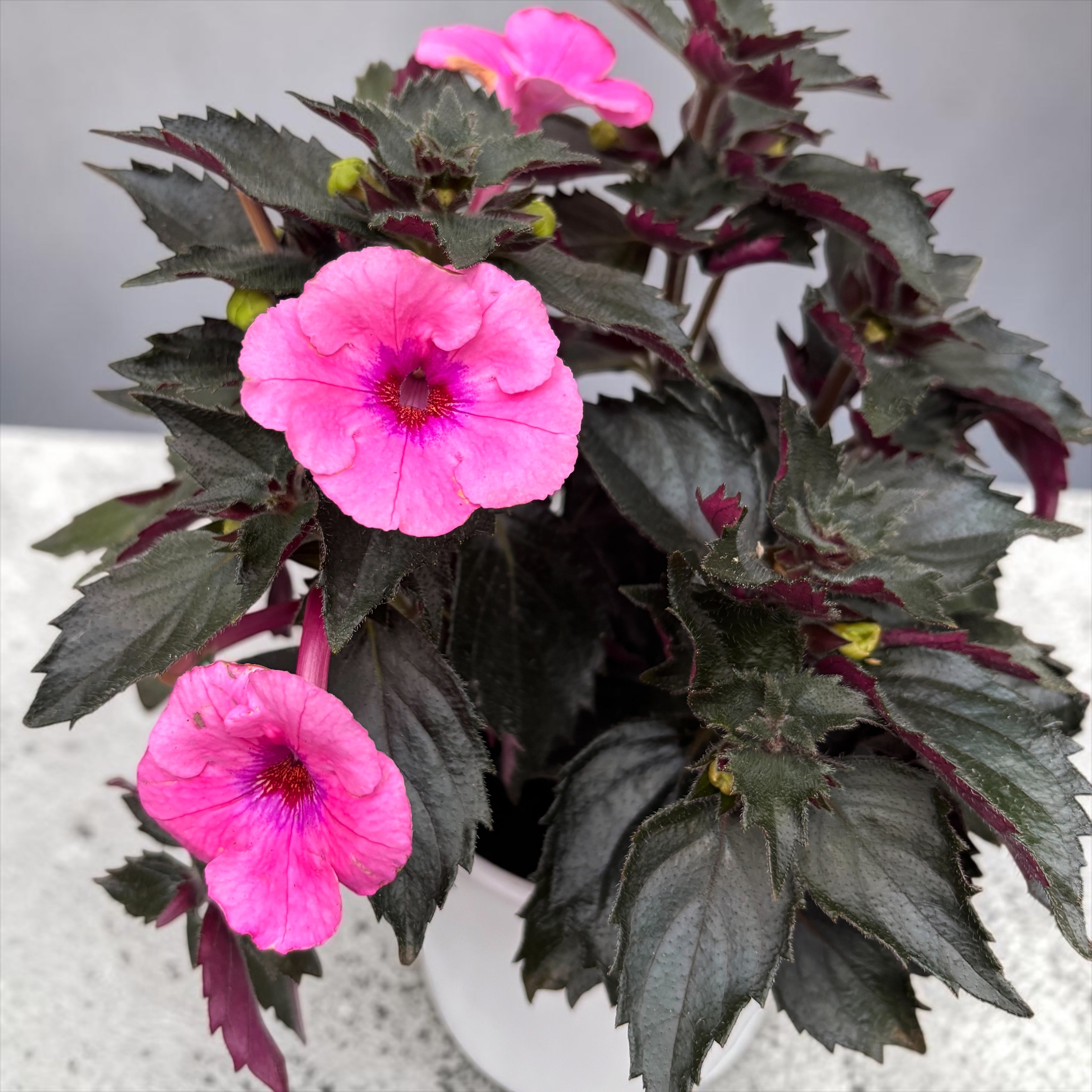Achimenes ‘Summer Festival’ - flori mari roz-magenta, inflorire abundenta