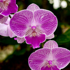 Phalaenopsis lmanion big lip