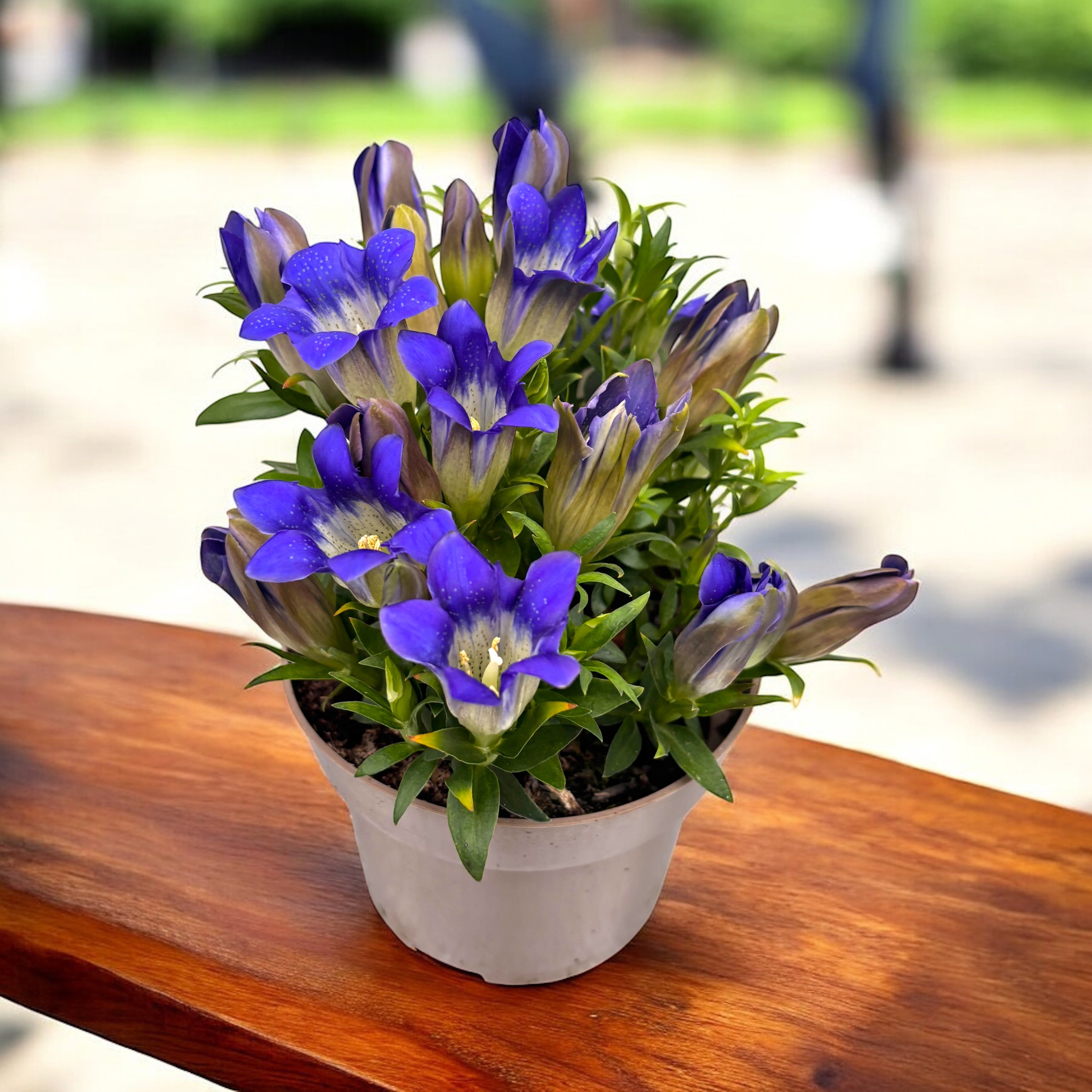 Gentiana scabra 'Rocky Diamond Blue Heart'