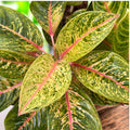 Aglaonema 'Avocado Red’ - exemplare XL