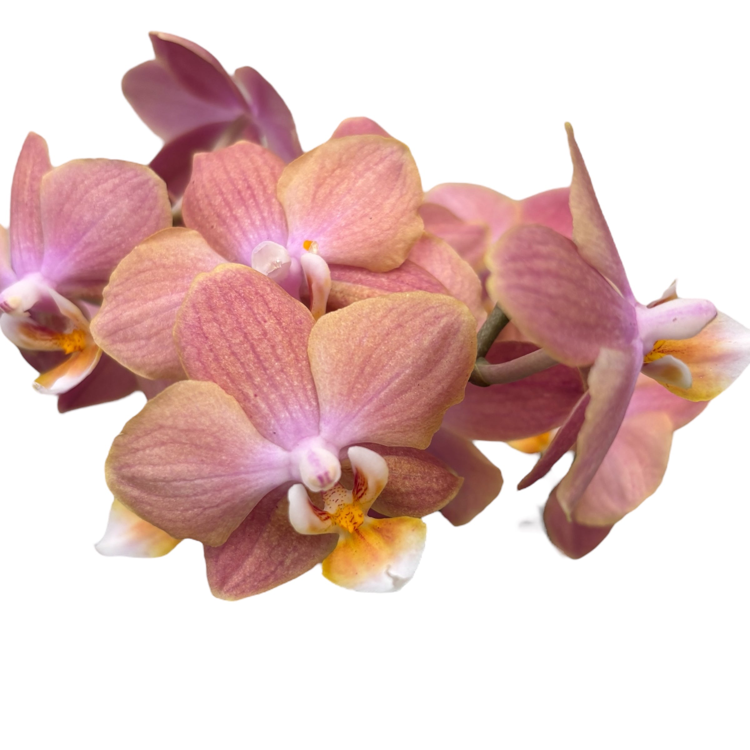 Phalaenopsis Aromio Rose - fleurs parfumées