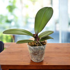 Phalaenopsis Taisuco Anna (pelórica)