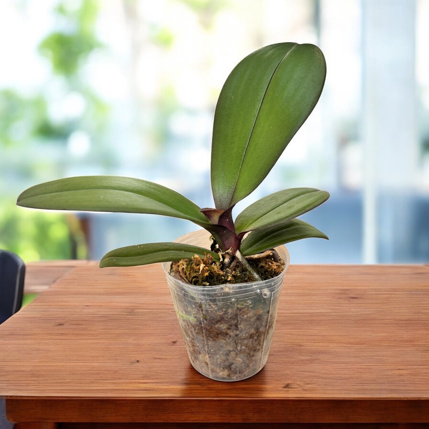 Phalaenopsis Taisuco Anna (pelorická)