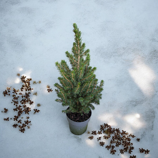 Picea Glauca Conica H55-60 cm - potted fir