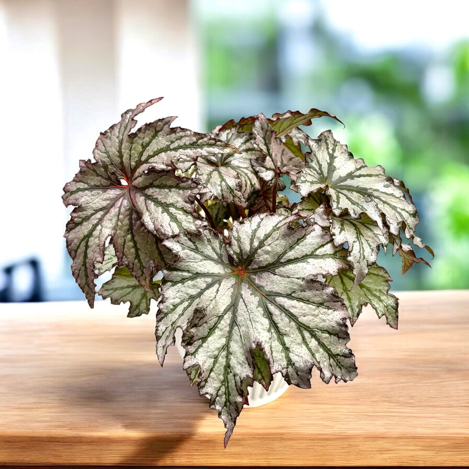 Begonia ‘Spacestar Maia’
