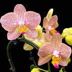Phalaenopsis ‘Pink Tiger’