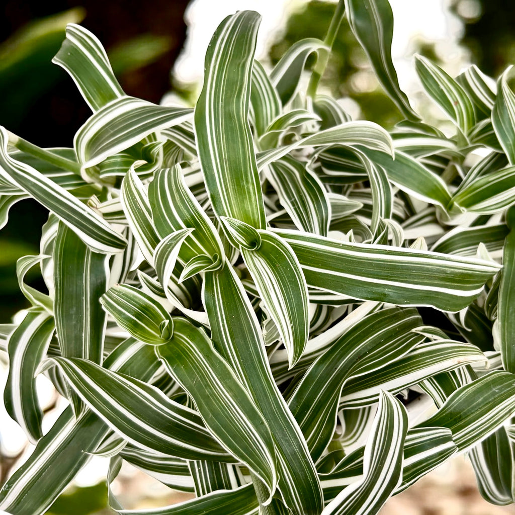 Murdannia loriformis ‘Alba Aquilone’ - elegante delicate voor kleine en lichte ruimtes