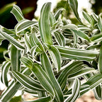 Murdannia loriformis ‘Alba Aquilone’ - eleganta delicata pentru spatii mici si luminoase