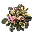 Saintpaulia Joy rózsaszín aurája