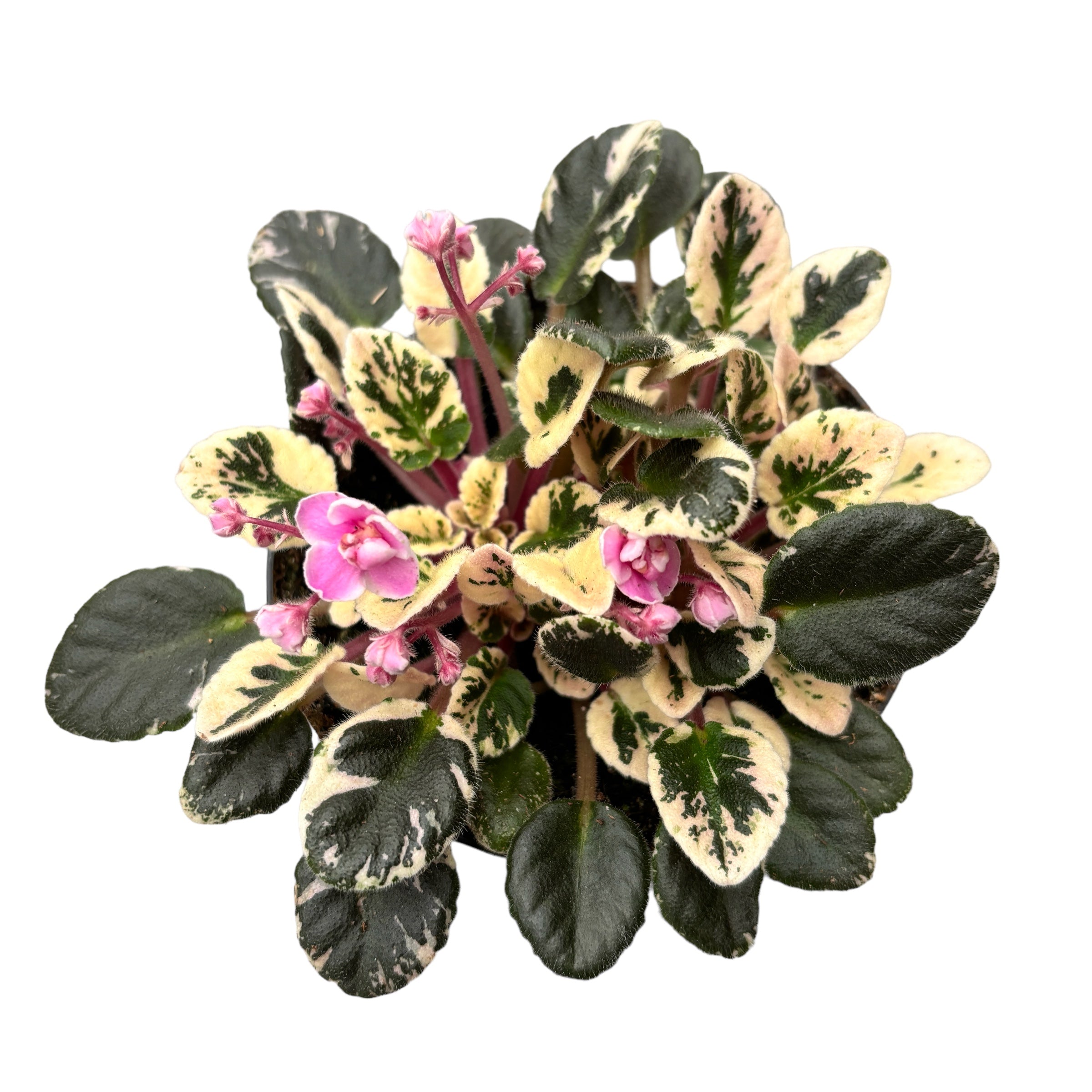 Saintpaulia Joy's Pink Halo