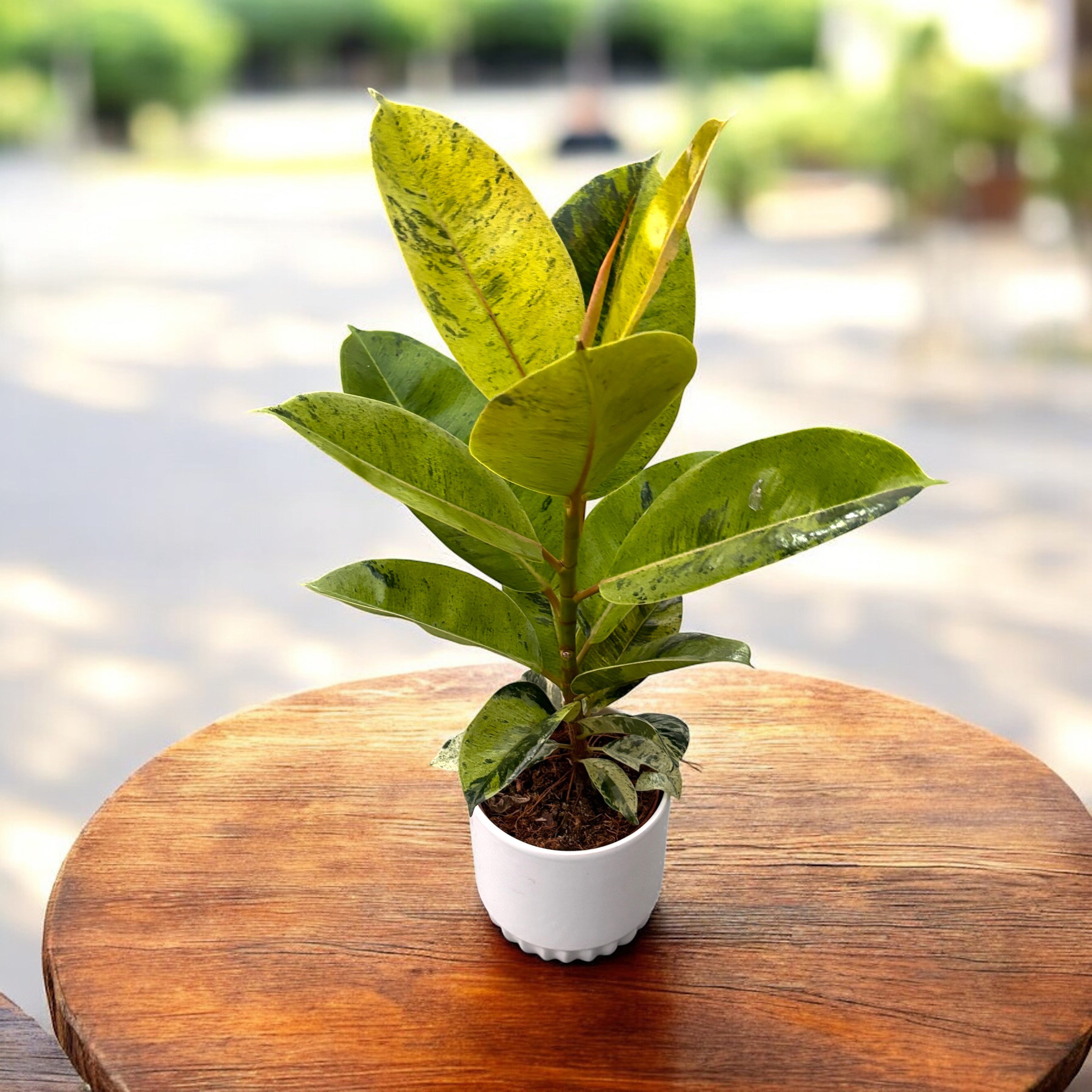 Ficus elastica 'Shivereana' ('Moonshine', 'Variegata') D12