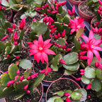 Rhipsalidopsis ‘Scorpius’ (floarea pastelui) 2pp