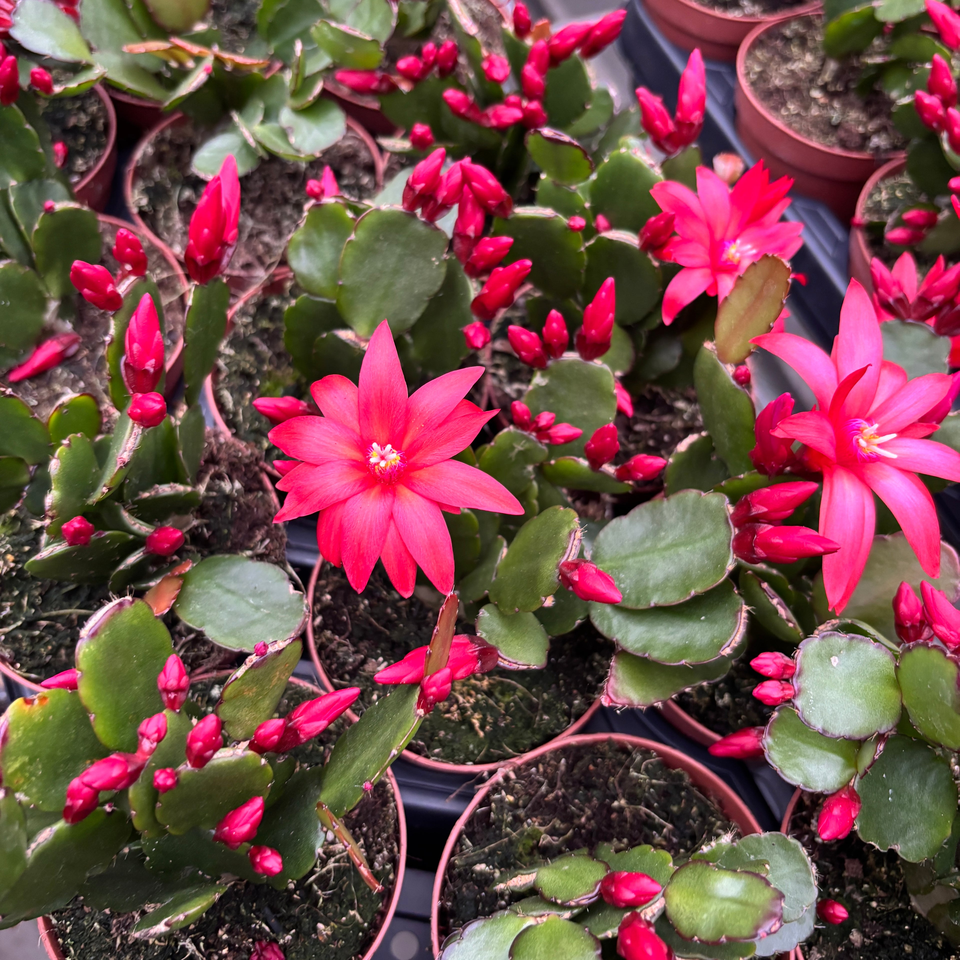 Rhipsalidopsis ‘Scorpius’ (floarea pastelui) 2pp