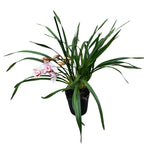 Cymbidium Pink Tumb