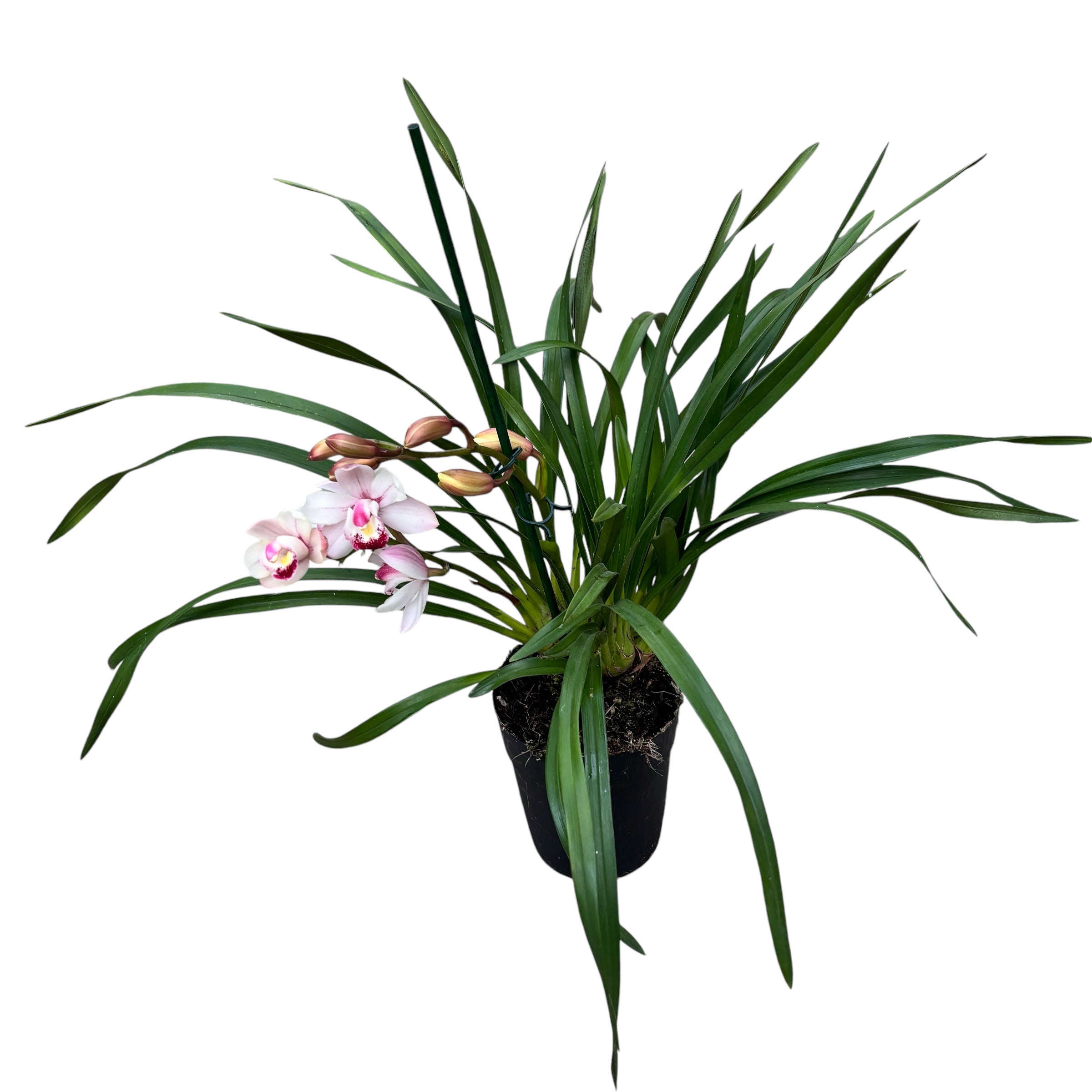 Cymbidium Pink Tumb