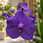 Vanda Nitaya bleu profond (Ansu)