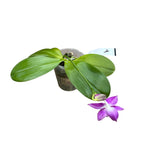 Phalaenopsis Miki Lola Girl Bear King '666'