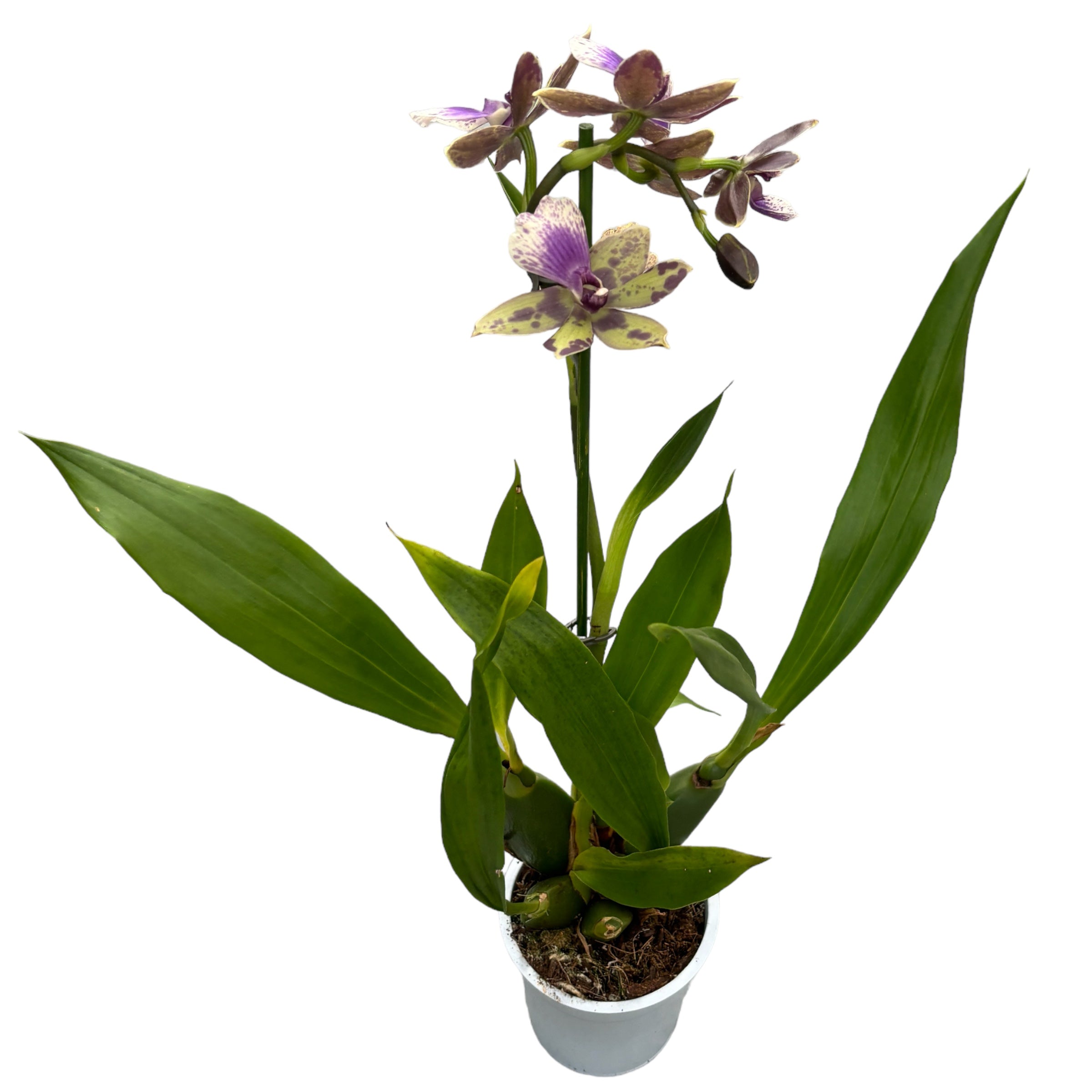 Zygopabstia Poul Moestrup 'Romy' duftend