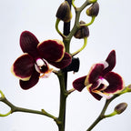 Phalaenopsis Sogo Banana Chocolate
