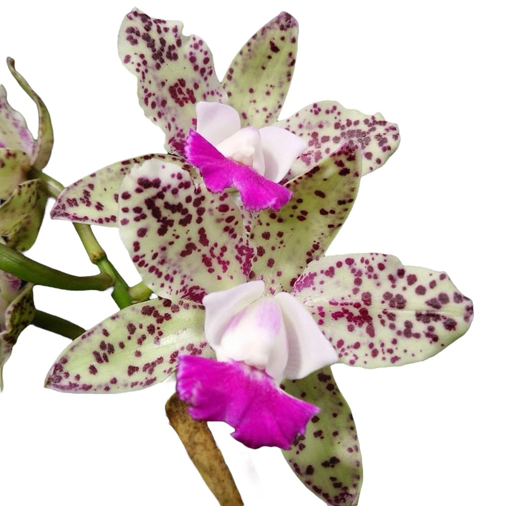 Cattleya Green Emerald (intensiv duftende Blüten)