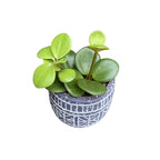 Peperomia tetraphylla 'Hope' *babyplant
