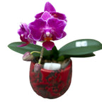 Phalaenopsis Sogo Yenlin 'Coffee' (peloric - butterfly)
