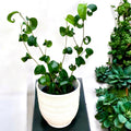 Ficus benjamina 'Barok' (Curly ficus, Ficus 'Boucle')