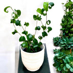 Ficus benjamina 'Barok' (Curly ficus, Ficus 'Boucle')