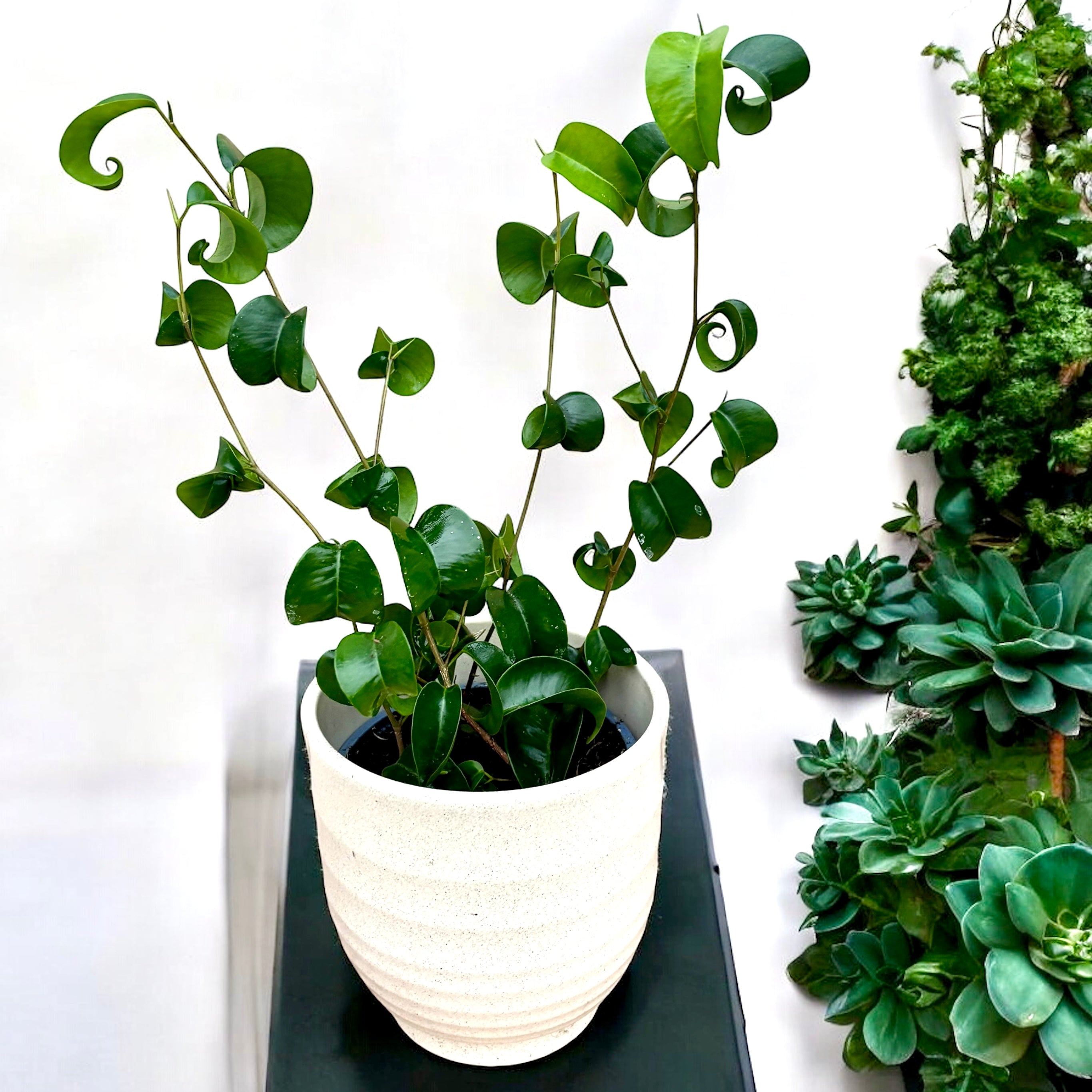 Ficus benjamina 'Barok' (Curly ficus, Ficus 'Boucle')