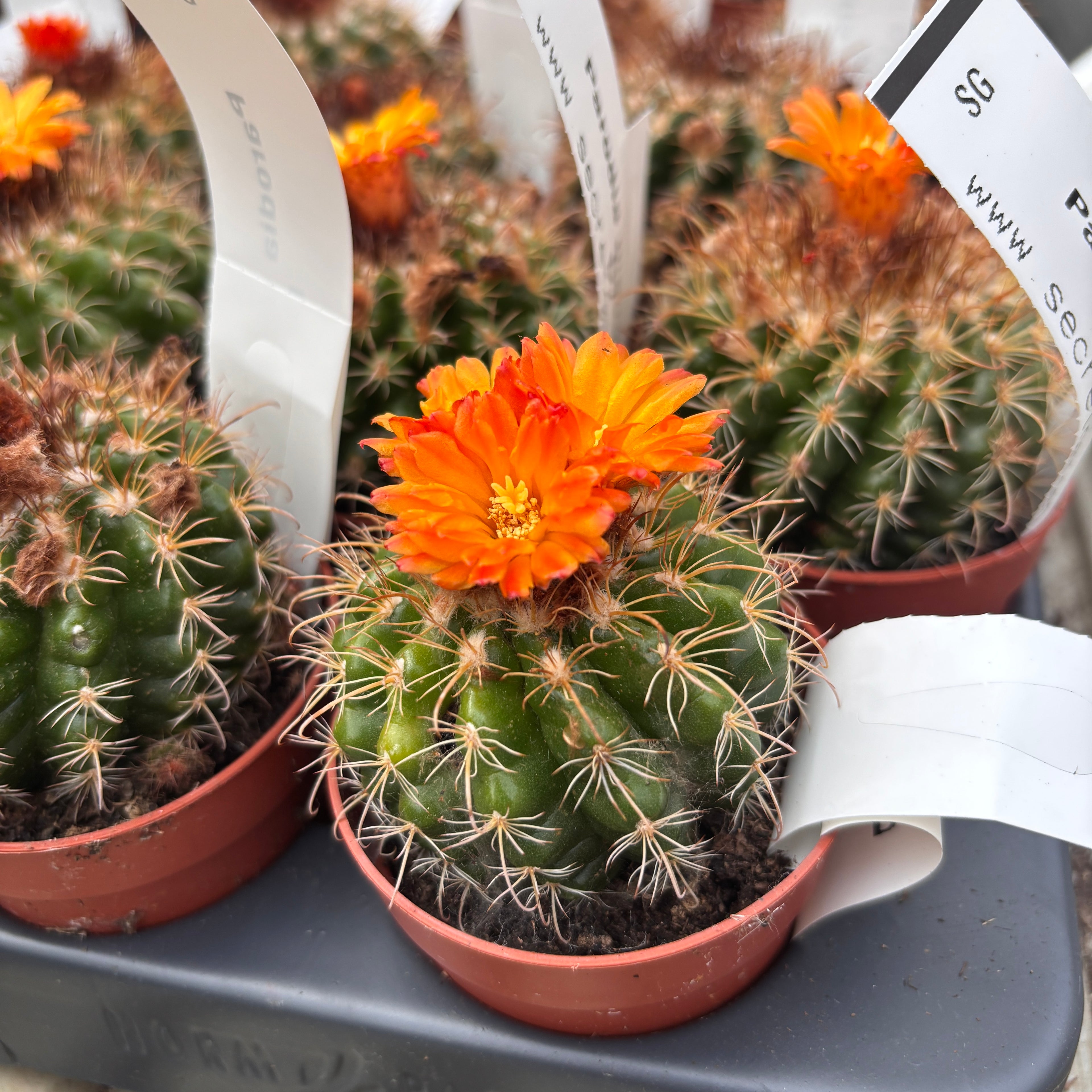 Parodia mairanana
