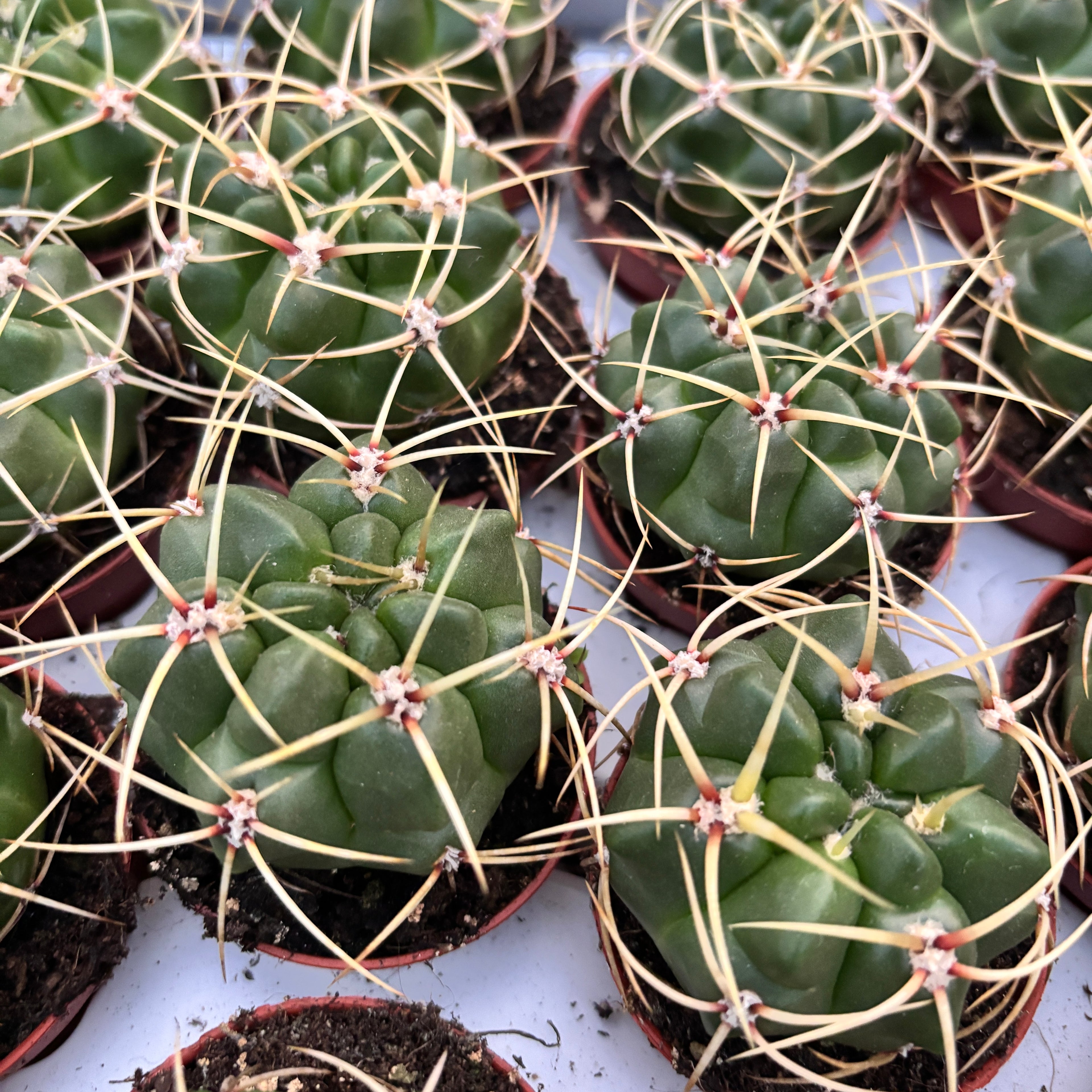 Gymnocalycium Monvillei - Cactus rar cu flori spectaculoase