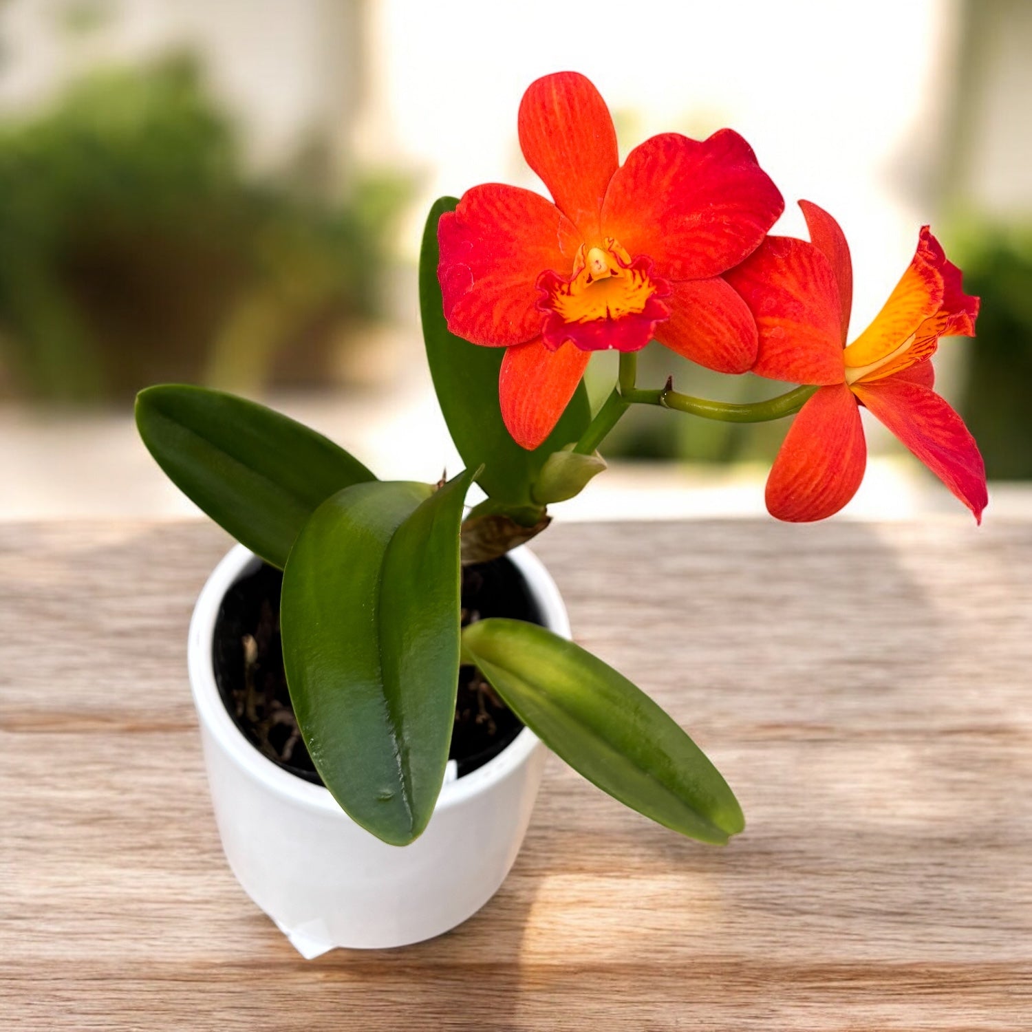 Rlc. Shinfong Orange 'Little Orange'