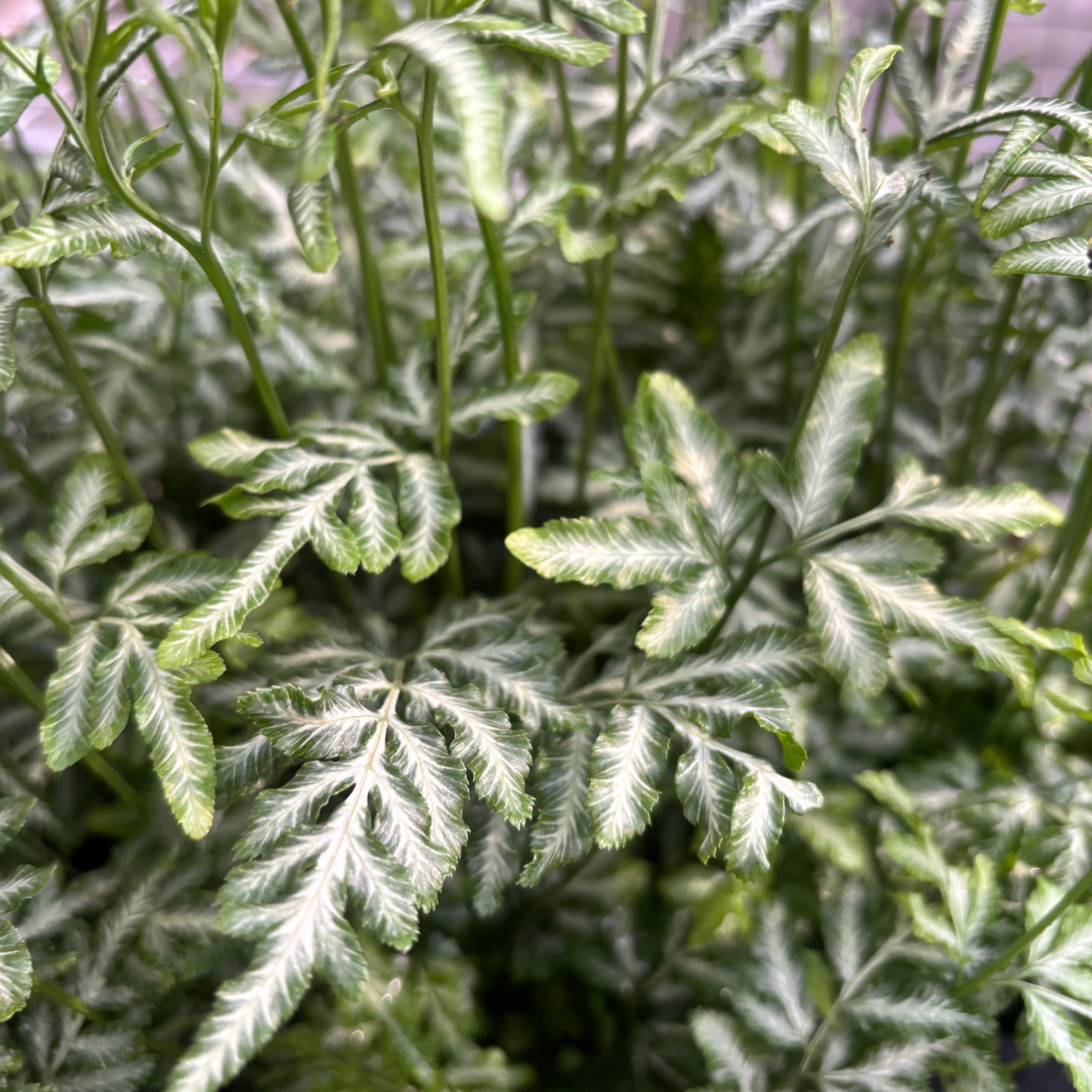 Pteris ensiformis ‘Evergemiensis’ -  feriga tropicala cu frunzis dantelat si reflexe argintii