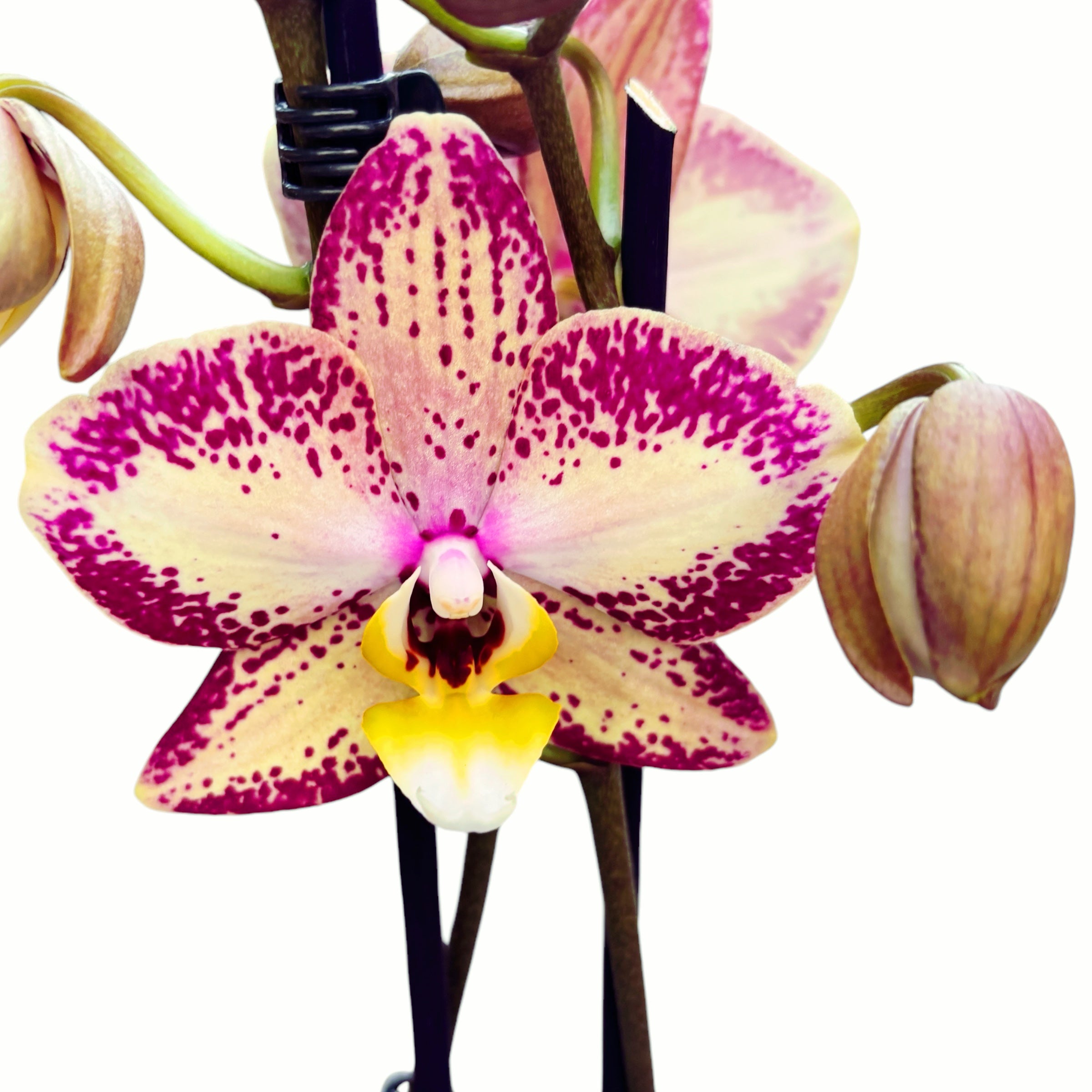 Phalaenopsis Long Pride Charlotte