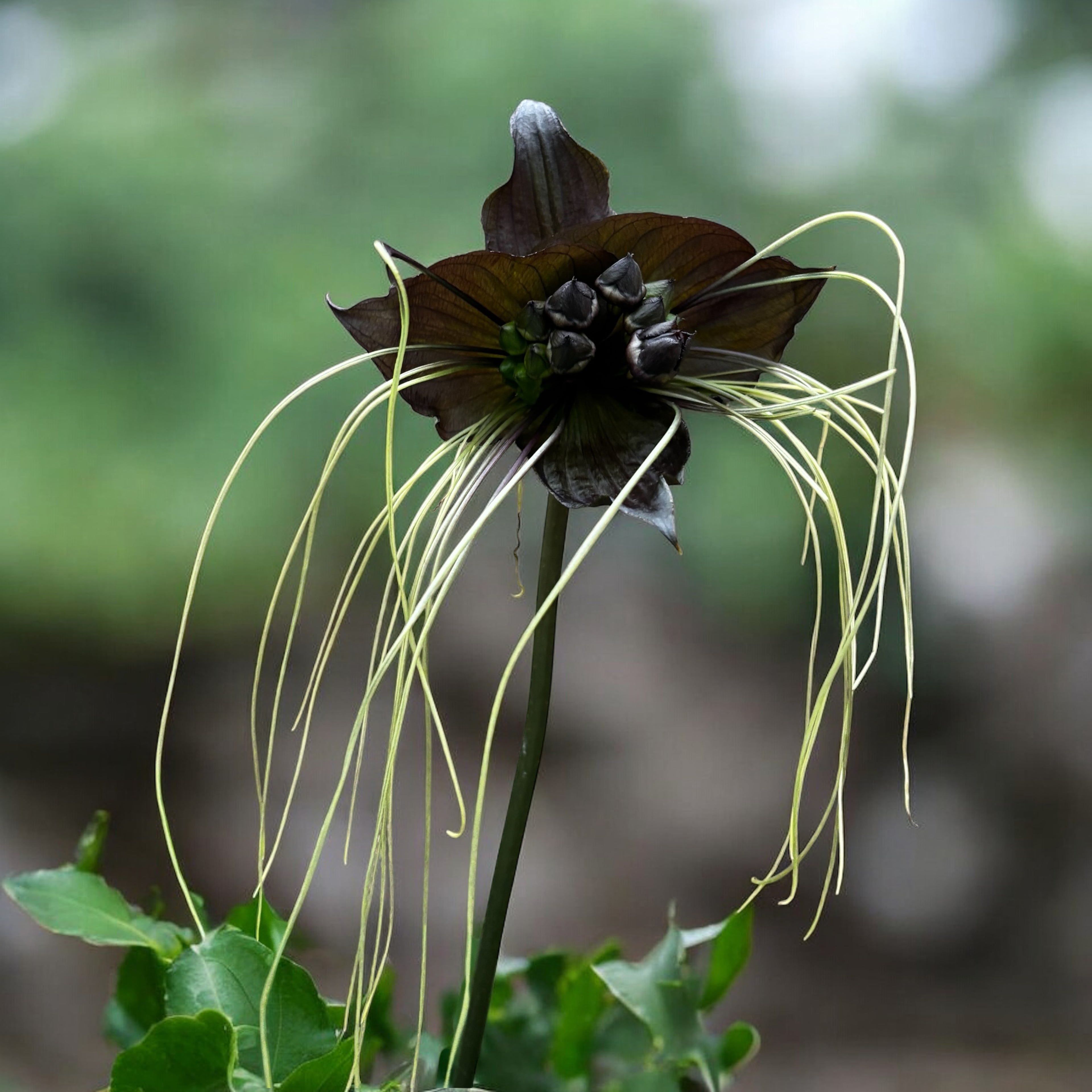 Tacca chantrieri – floarea-liliac negru, o raritate tropicala spectaculoasa