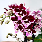 Phalaenopsis Lianher Happy Smile - big lip