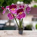 Miltoniopsis speciala