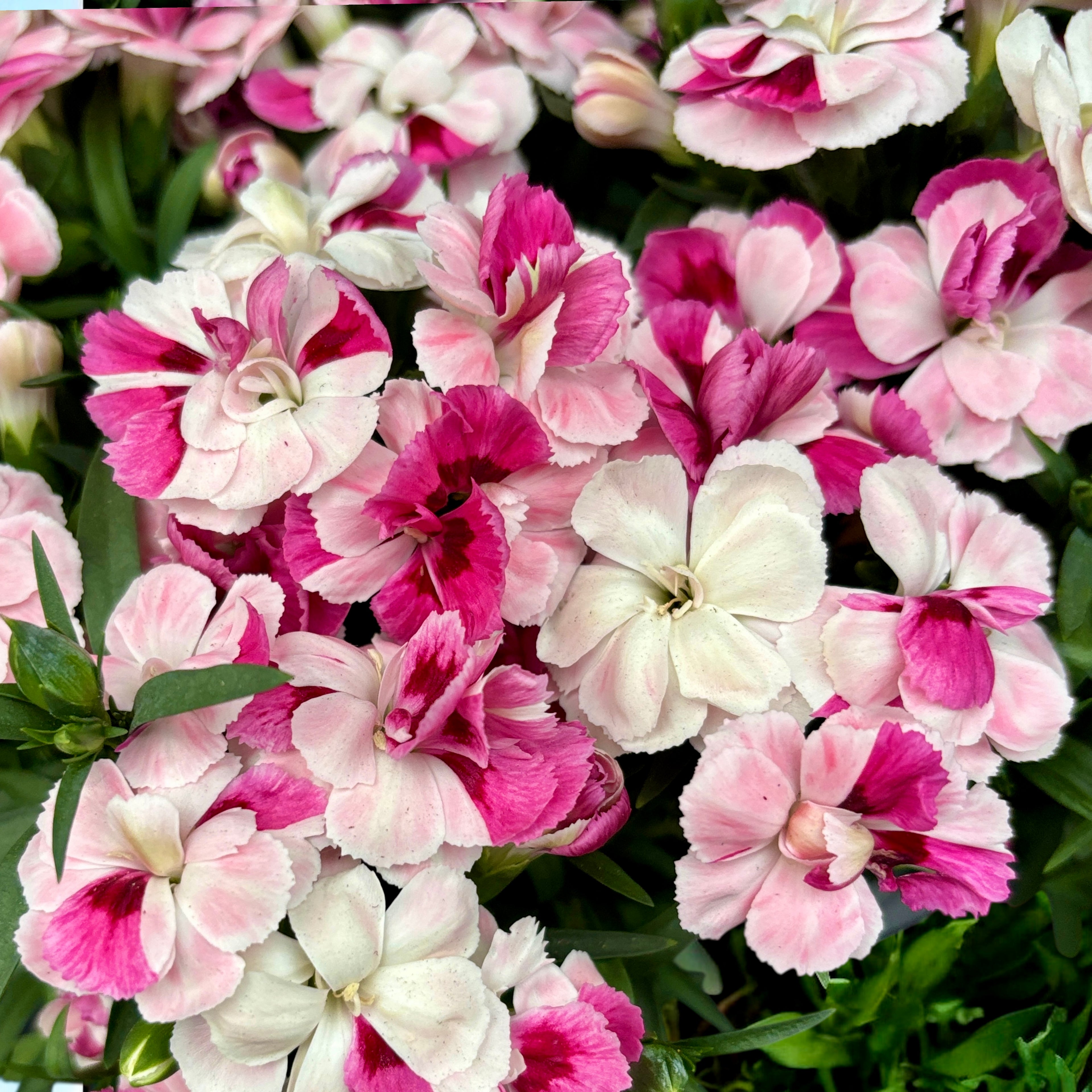 Dianthus ‘Sprint Pink & Proud’ - garofita perena cu flori parfumate, inflorire continua