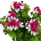 Muscate antitantari - Pelargonium ‘Angel Perfume Senna'
