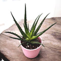 Aloe arborescens D10