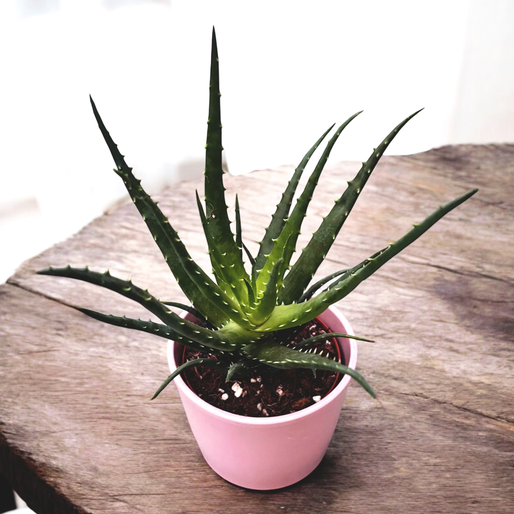 Aloe arborescens D10