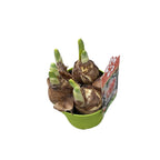 Narcise parfumate cu floare dubla - Narcissus 'My Story'