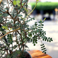 Kowhai (Sophora prostrata ‘Little Leaf’) – arbust exotic cu frunzis fin si flori aurii